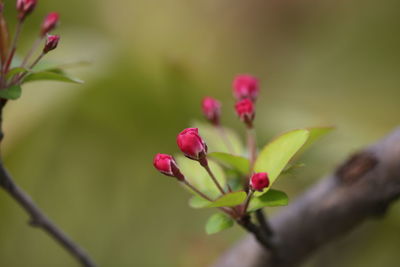 Close-up of pink flower