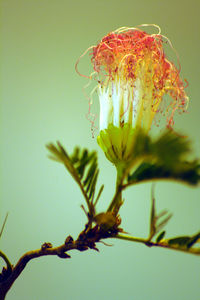 Low angle view of orchid flower