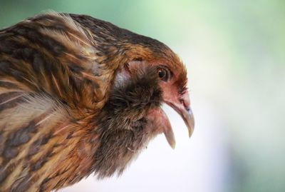 Close-up of bird