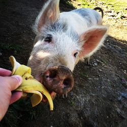 Cropped hand feeding banana peel to pig on field
