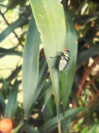 Close-up of green leaf on plant