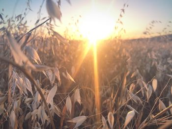 Sun shining through plants on field