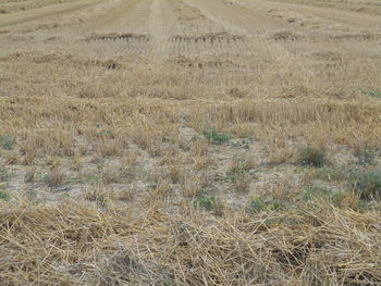 field