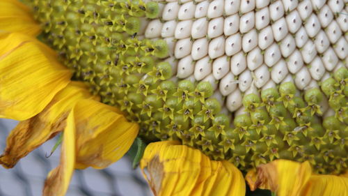 Close-up of yellow flower for sale in market