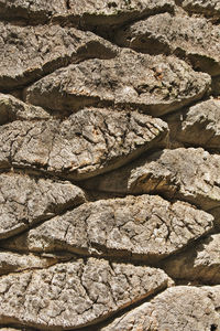 Section of a palm trunk ,the textured is highlighted by the sun ,vertical composition