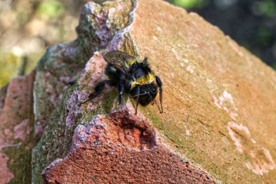 Close-up of bee on rock