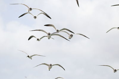 Low angle view birds flying against sky