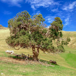 Trees on field against sky