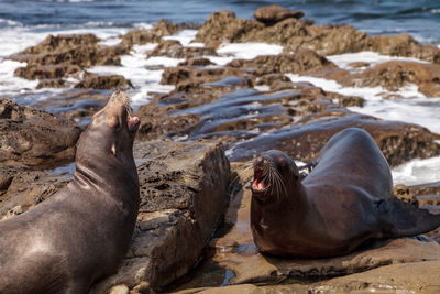 Close-up of sea lion on beach