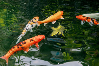 View of koi fish in sea