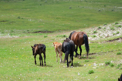 Horses grazing in a field