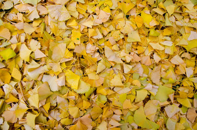 Detail shot of autumnal leaves