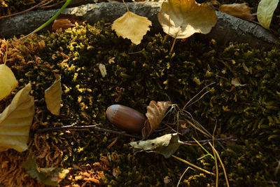 High angle view of shells on leaves
