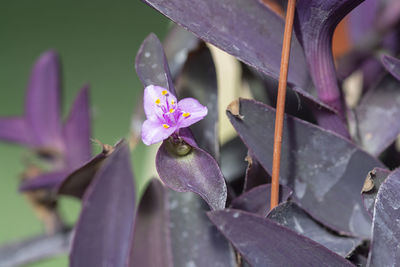 Close-up of pink flowering plant leaves