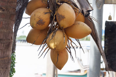 Close-up of coconuts hanging on tree