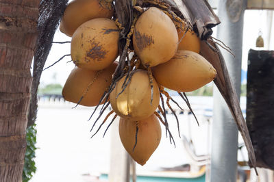 Close-up of fruits hanging on tree trunk