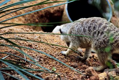 View of a sheep on field