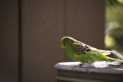 Close-up of parrot perching on wood