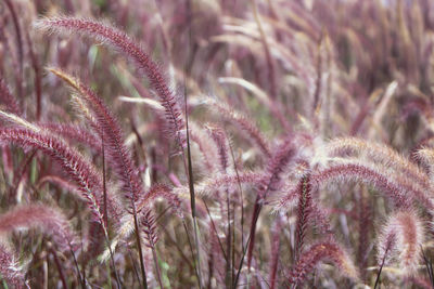 Close-up of pink flowering plants on field