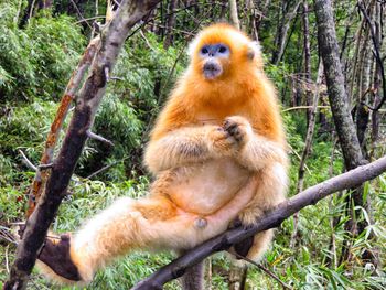 Portrait of monkey sitting on tree in forest