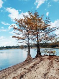 Tree by lake against sky