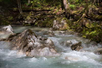 Scenic view of waterfall in trees