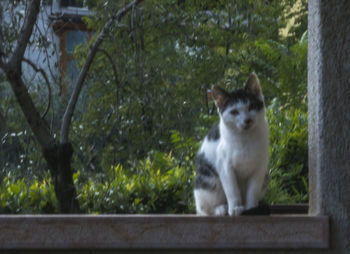 Cat on tree