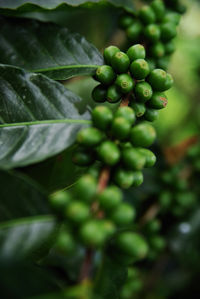 Close-up of berries growing on plant