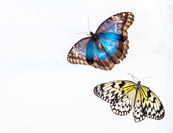 Close-up of butterfly over white background