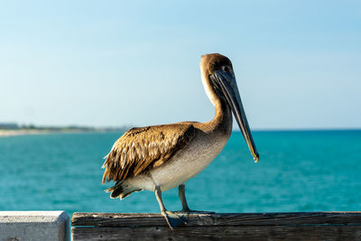 Close-up of pelican