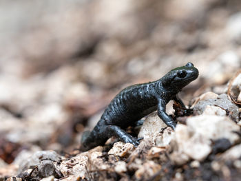 Close-up of lizard on rock