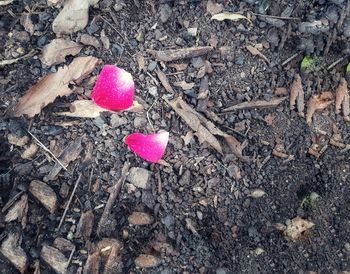 High angle view of pink flowers