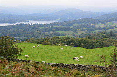 Sheep grazing on countryside landscape