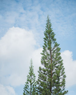 Low angle view of tree against sky