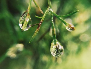 Close-up of spider on web