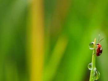 Close-up of insect on plant