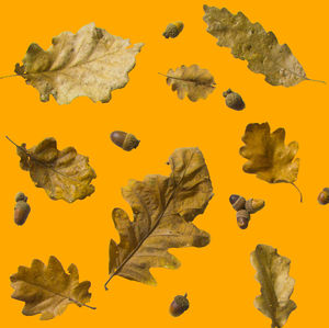 Close-up of yellow autumn leaves against orange background