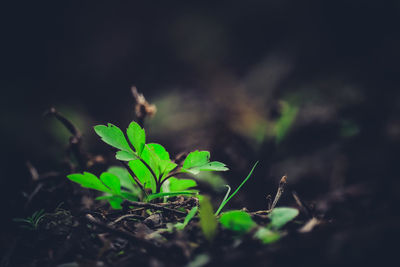 Close-up of small plant growing on field