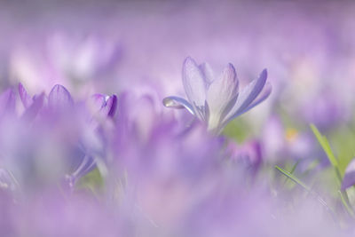 Close-up of purple crocus flowers on field