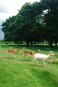 Trees on grassy field