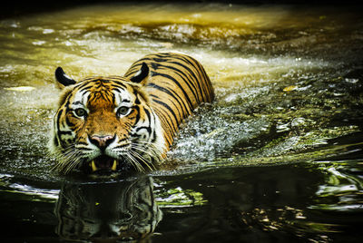 Portrait of malayan tiger swimming in pond