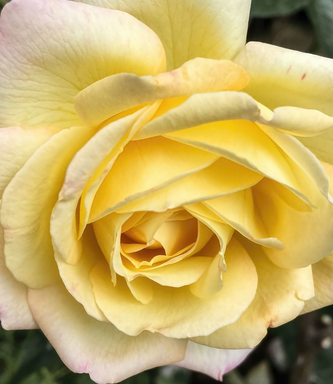 CLOSE-UP OF FRESH YELLOW ROSE