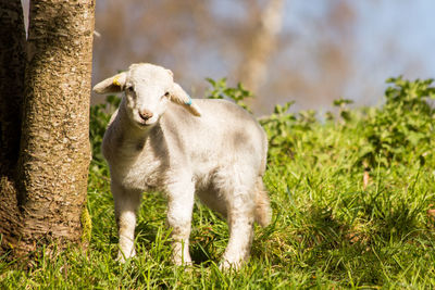 Portrait of sheep standing on field