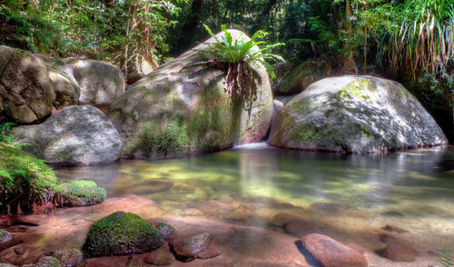 Scenic view of waterfall in forest