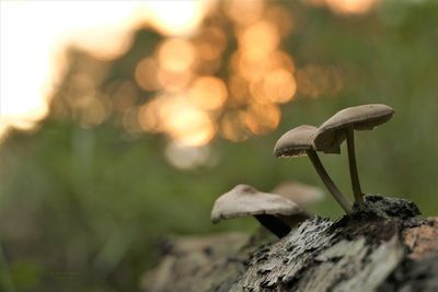 Close-up of mushroom growing on tree in forest