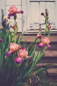 Pink flowers blooming in garden