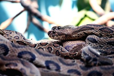 Close-up of snake