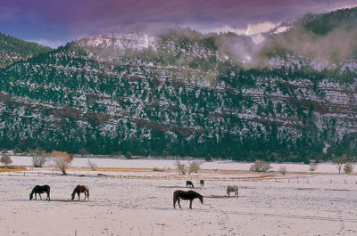 View of animals on field