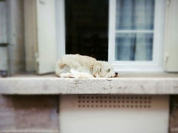 Close-up of dog sleeping on floor