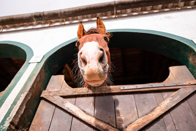 Horse looking out of outdoor box, cute animals, funny perspective.
